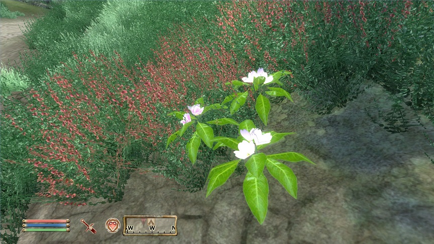 美しい野生植物（The Elder Scrolls Oblivionプレイ日記）